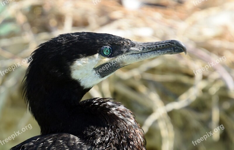 Bird Cormorant Sea Sea Bird Ornithology