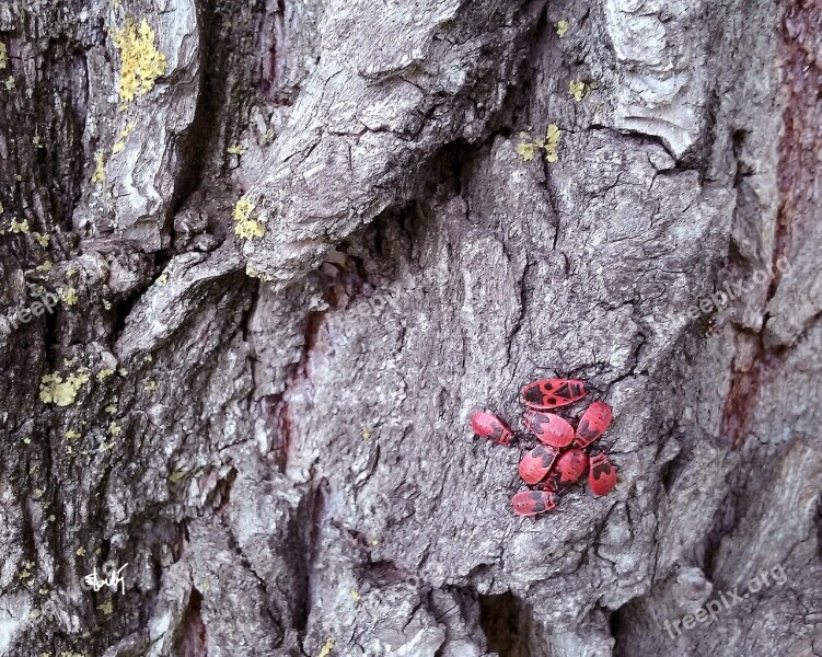 Fire Bug Bugs Bark Tree Red Bugs