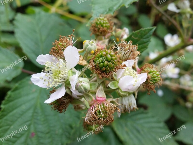 Blackberry Flower Fruit Bramble Nature Free Photos