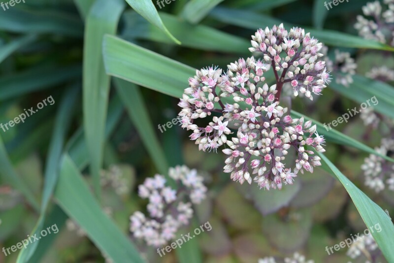 Kamchatka Stonecrop Perennial Sedum Flower Garden Flowers