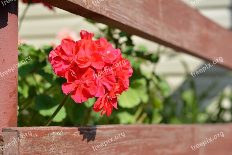 Geranium Balcony Terrace Houseplant Free Photos