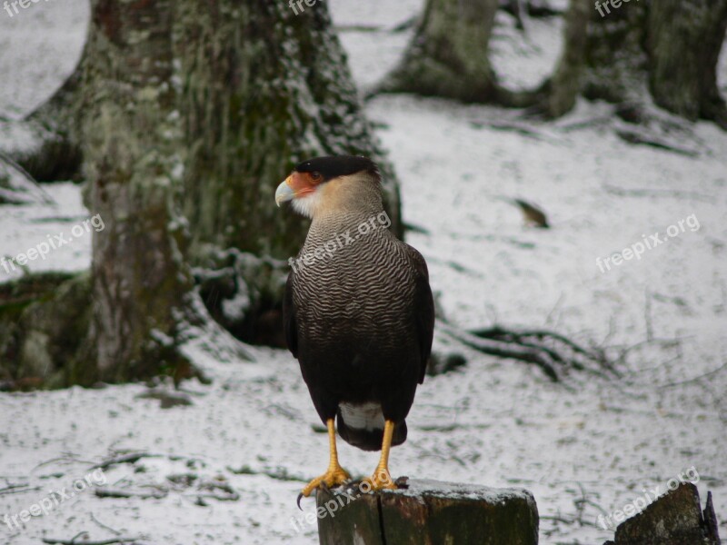 Carancho Birds Bird Nature Animal