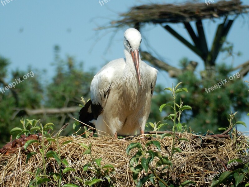 Stork Animal Bird White Stork Large Beak