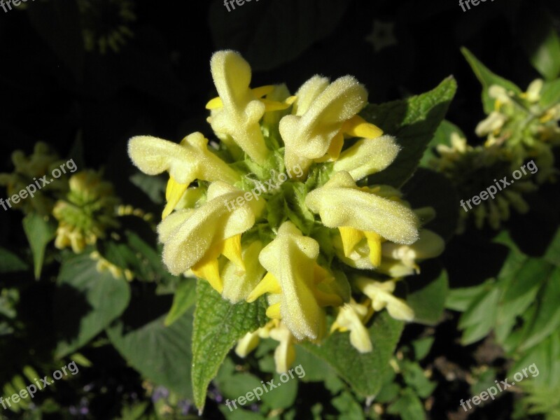 Fire Herb Garden Yellow Flower Phlomis Russeliana