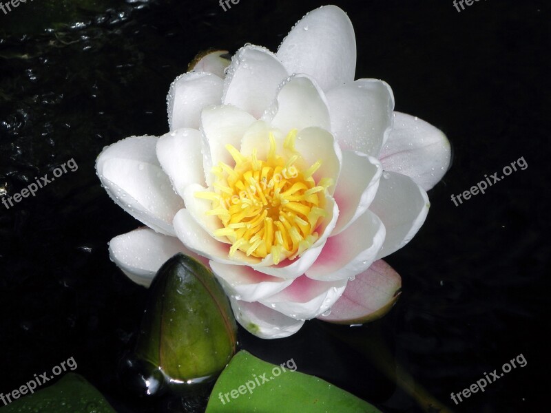 Water Lily Pond White Flower Free Photos