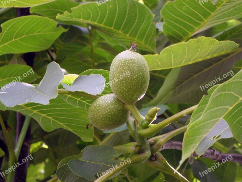 Walnut Cap Walnut Tree Free Photos