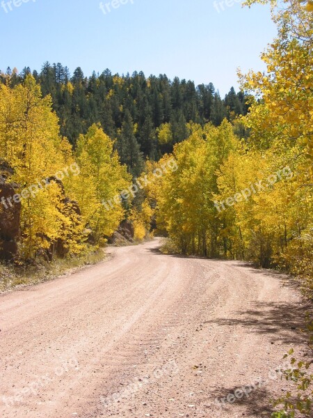 Aspen Colorado Forest Tree Autumn