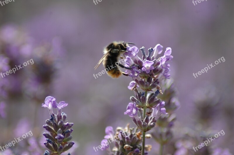 Bee Garden Honey Blossom Hive