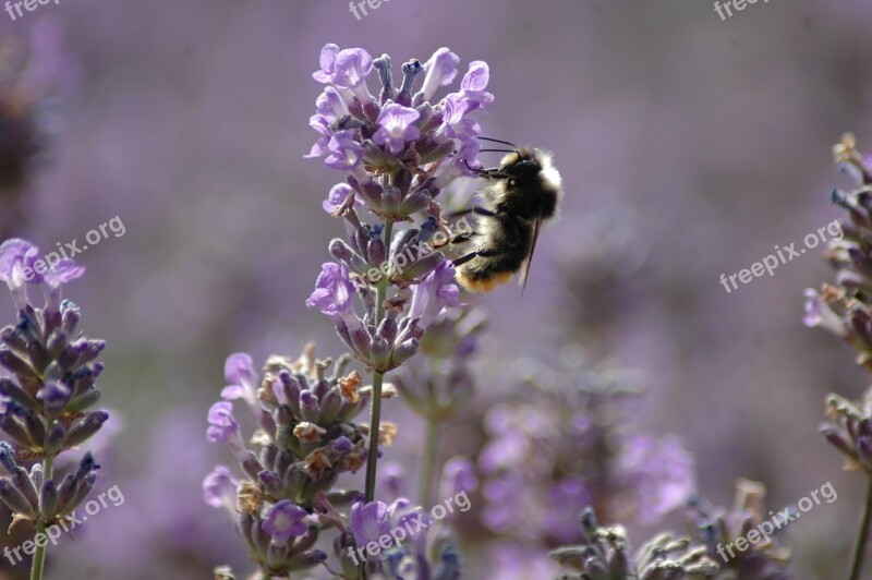 Bee Lavender Pollen Purple Honey