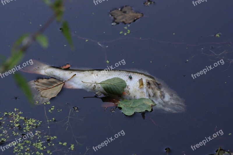 Dead Fish Pond Przyducha Ecology Dead