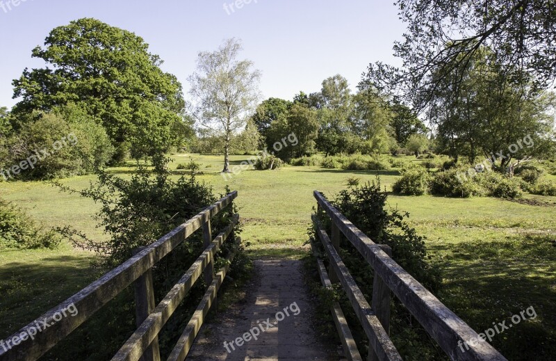 Bridge Trees Forest Nature Landscape