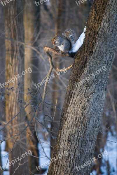 Squirrel Nature Eating Wildlife Cute