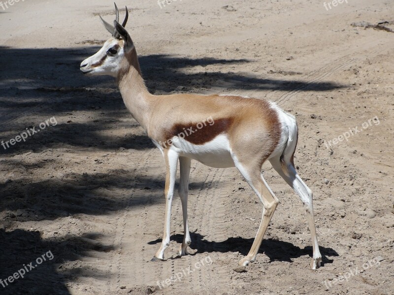 Gazelle Africa Savannah Free Photos