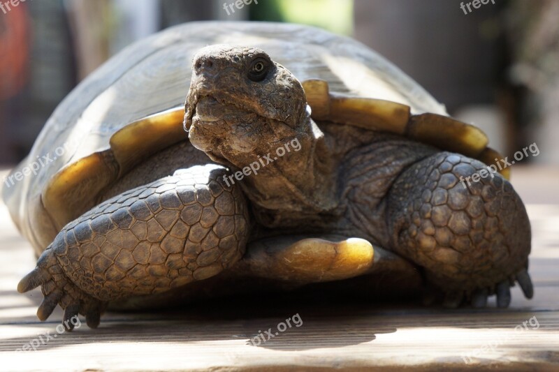 Tortoise Desert Tortoise At Rest Old Age Free Photos