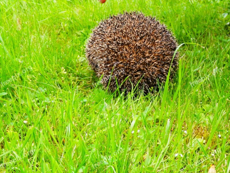 Hedgehog Urchin Nature Animal Spikes