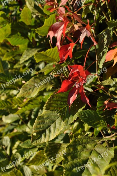 Leaves Plant Fall Foliage Nature Leaf