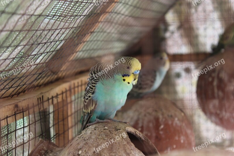 Budgies Shell Parakeet Birds Flying Cute Pet