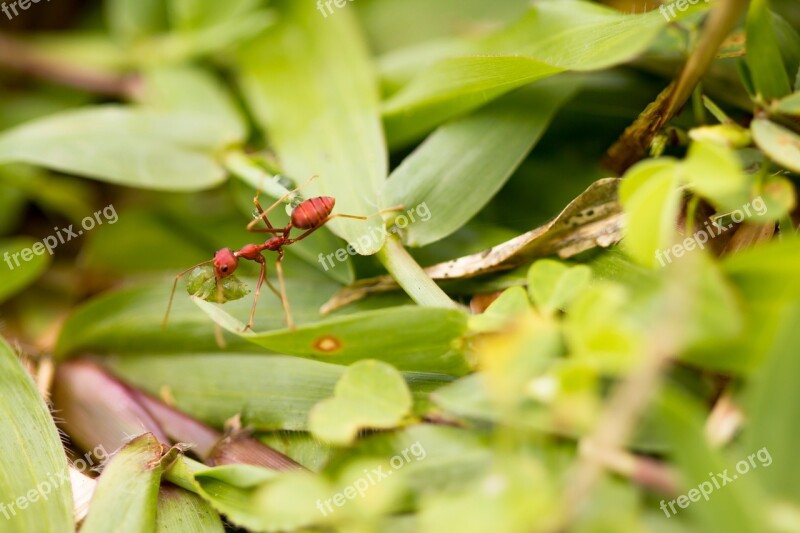 Ant Weaver Ant Weaver Pest Nature