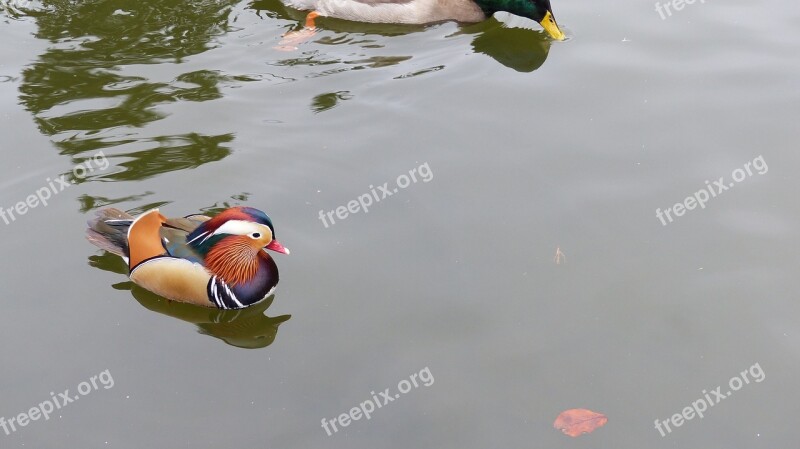 Mandarin Ducks Duck Water Bird Free Photos