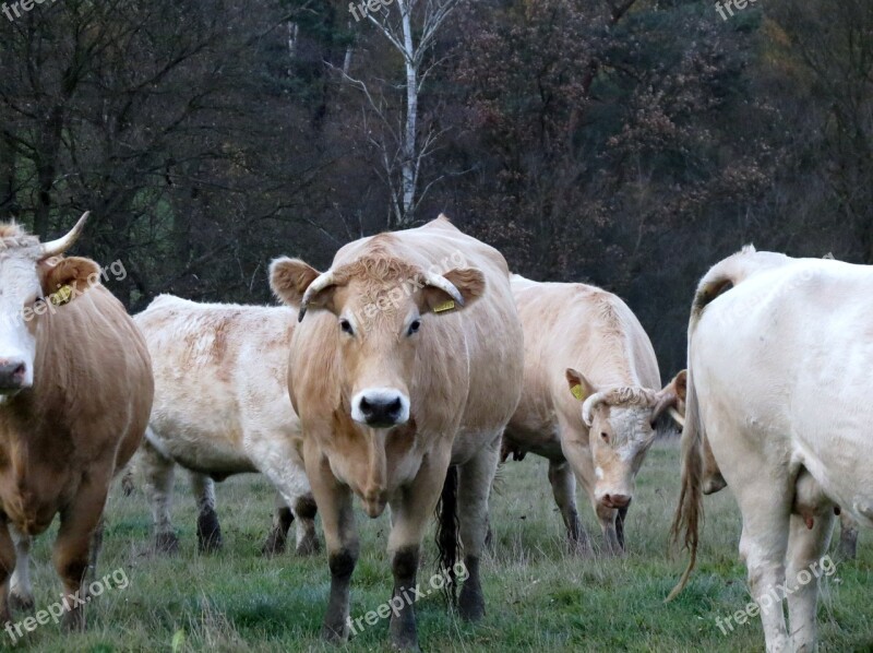 Cow Pen Herd Free Photos