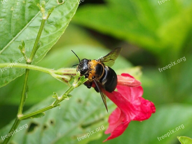 Bumblebee Adopt Honey Park Free Photos