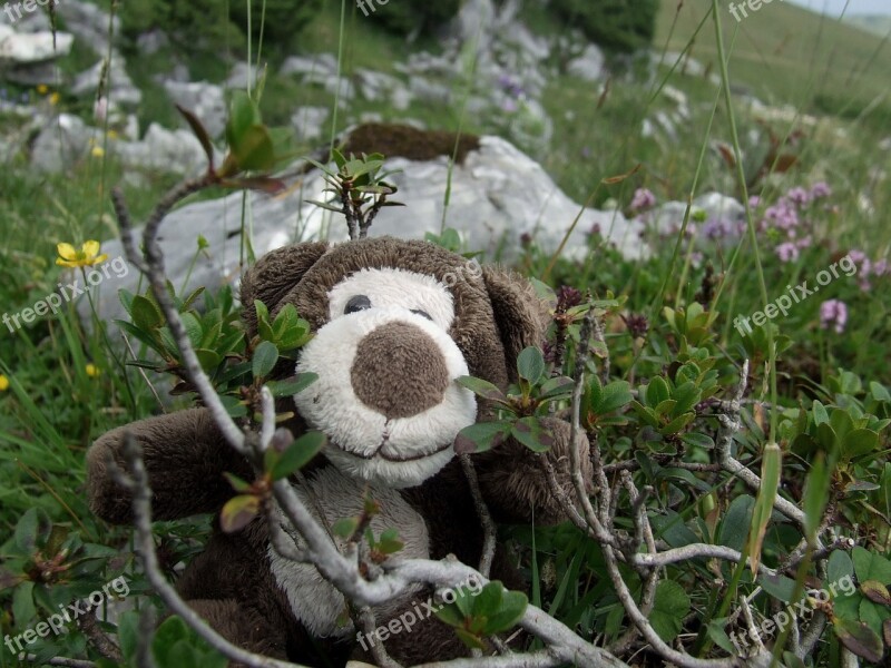 Field Teddy Bear Blueberries Excursion Free Photos