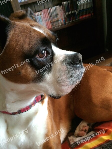 Boxer Dog Dog Breed Boxer Loyal