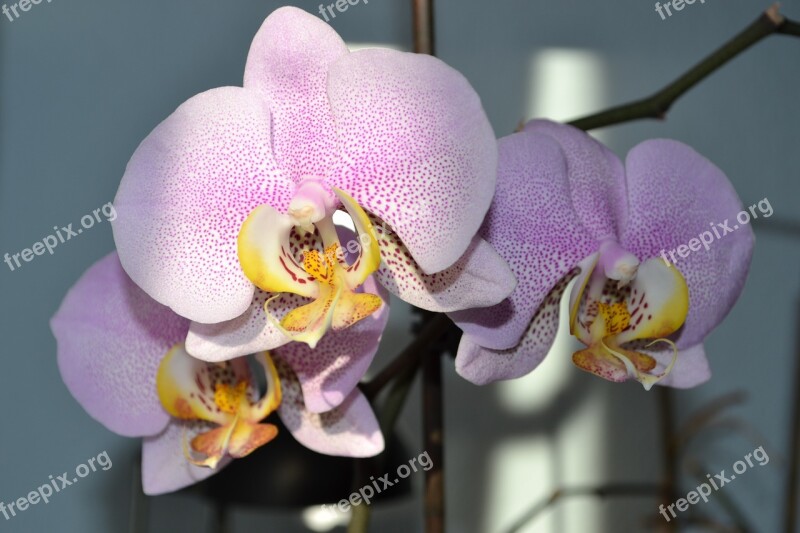 Orchids Flower Blossom Bloom Plant