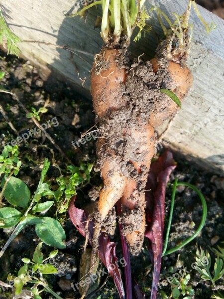 Carrots Vegetables Fused Diy Mistake