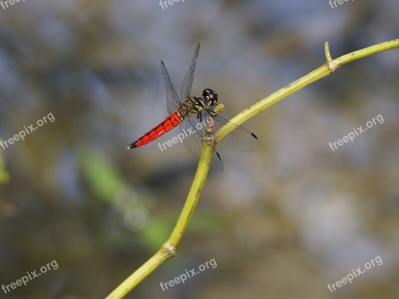 Dragonfly Red-bellied Rest Free Photos