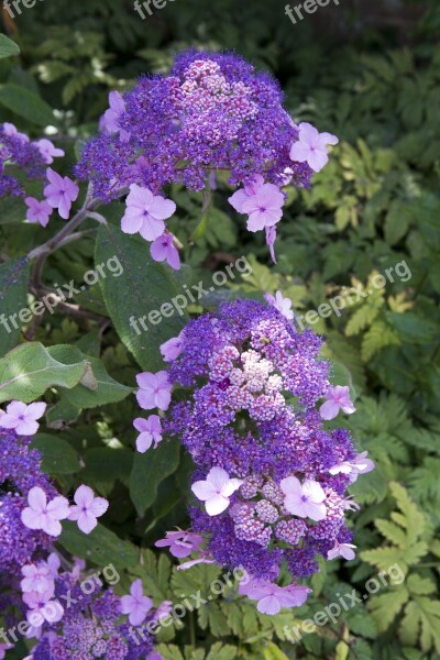 Hydrangea Vibrant Blue Garden Great Dixter Free Photos