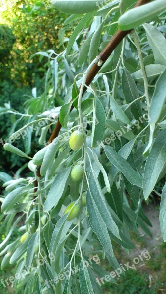 Olive Olive Tree Olives Wood Foliage