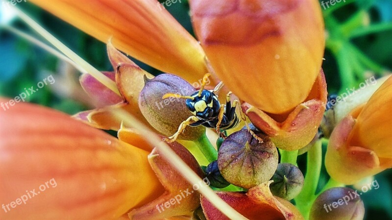 Wasp Insect Flower Polistes Free Photos