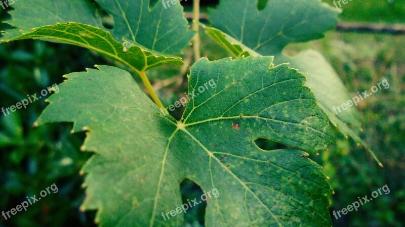 Grape Foliage Green Grape Leaves Free Photos