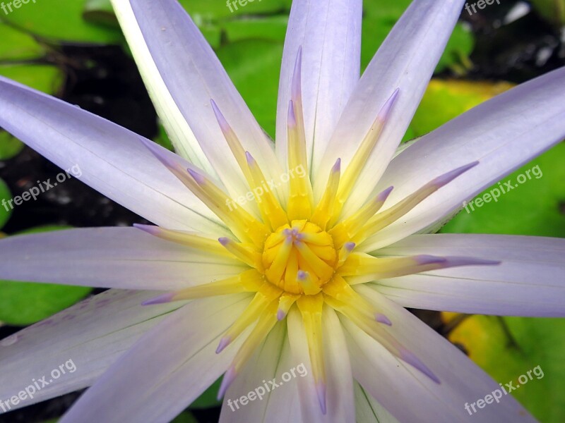 Flower Water Lily Aquatic Plant Purple Yellow