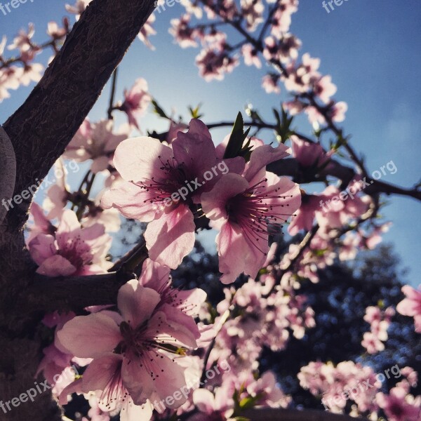 Spring Almond Tree Nature Flower Flowers