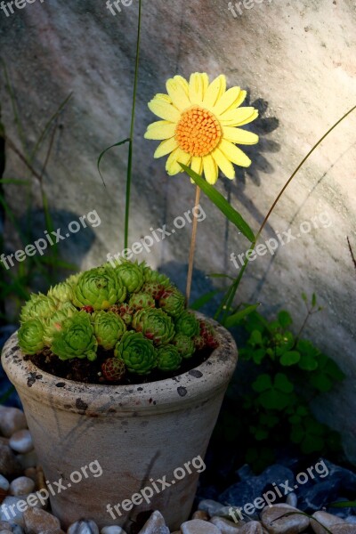 Pot Stone Garden Arrangement Flower Stones