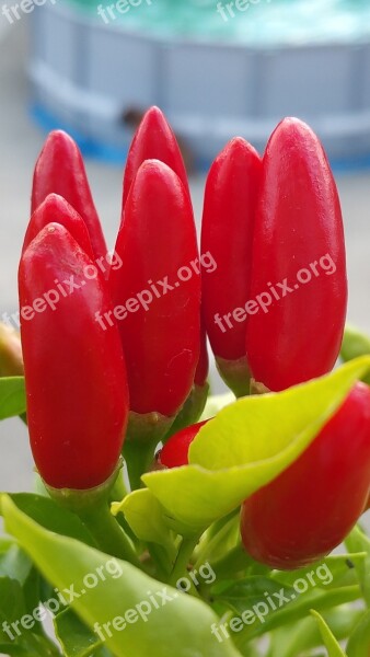 Chilli Peppers Red Summer Food Vegetale