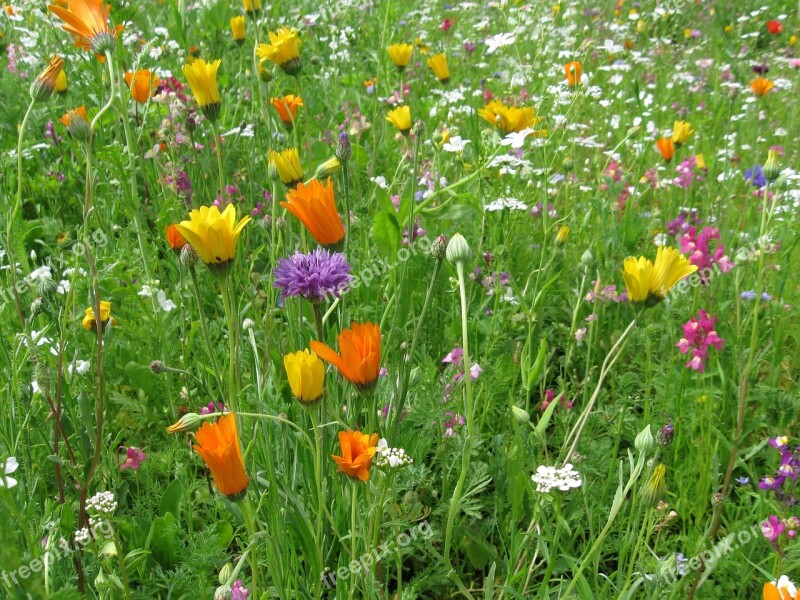 Summer Meadow Summer Flowers Nature Landscape