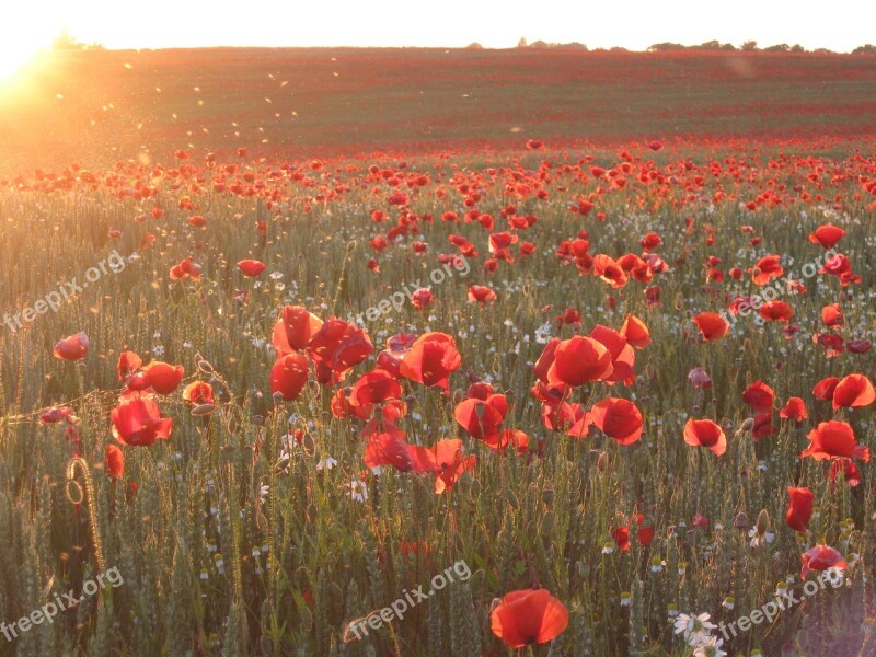 Poppy Sea Of Flowers Flowers Cornfield Sunset