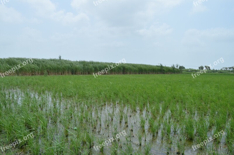 Rice Field Crop Agriculture Cane Grass