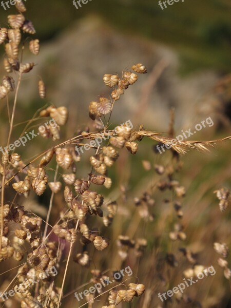 Herbs Flower Dried Heart Briza