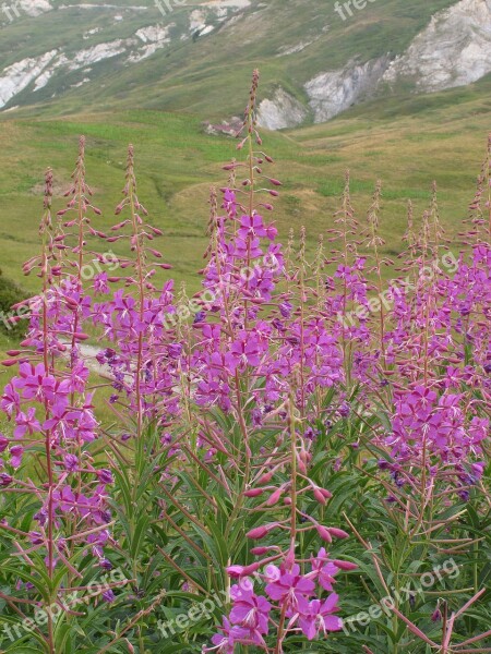 Flower Mountain Pink Fireweed Epilobium Angustifolium