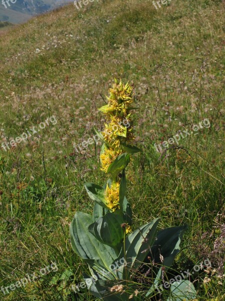 Gentian Liqueur Aromatic Gentiana Lutea Plant