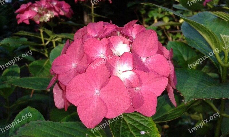 Hydrangea Flower Garden Pink Nature