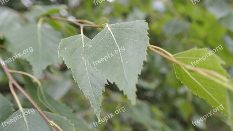 Birch Forest B Nature Green