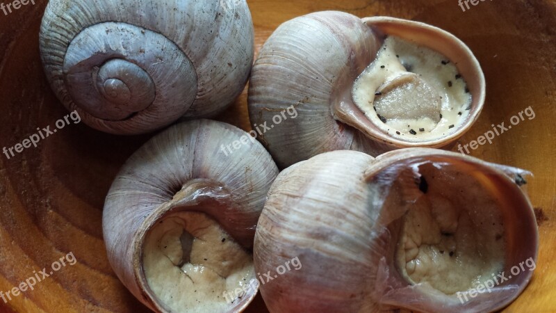 Snails Vineyard Nature Escargots Encapsulated