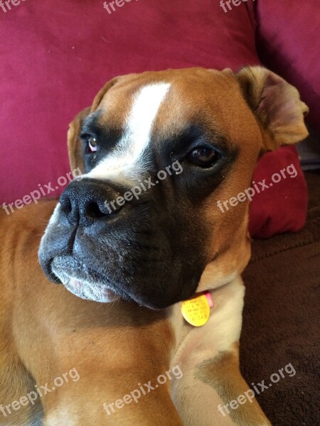 Boxer Dog Happy Animal Breed