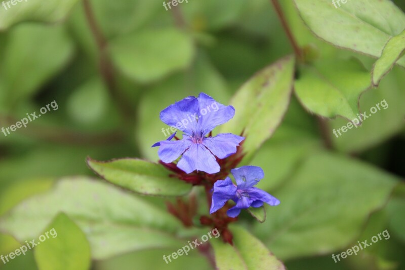 Stone Crop Blossom Bloom Small Blue