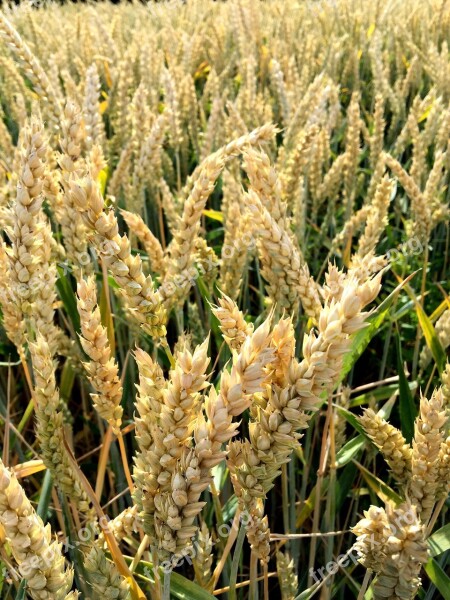 Wheat Cereal Grain Farming Bread Food